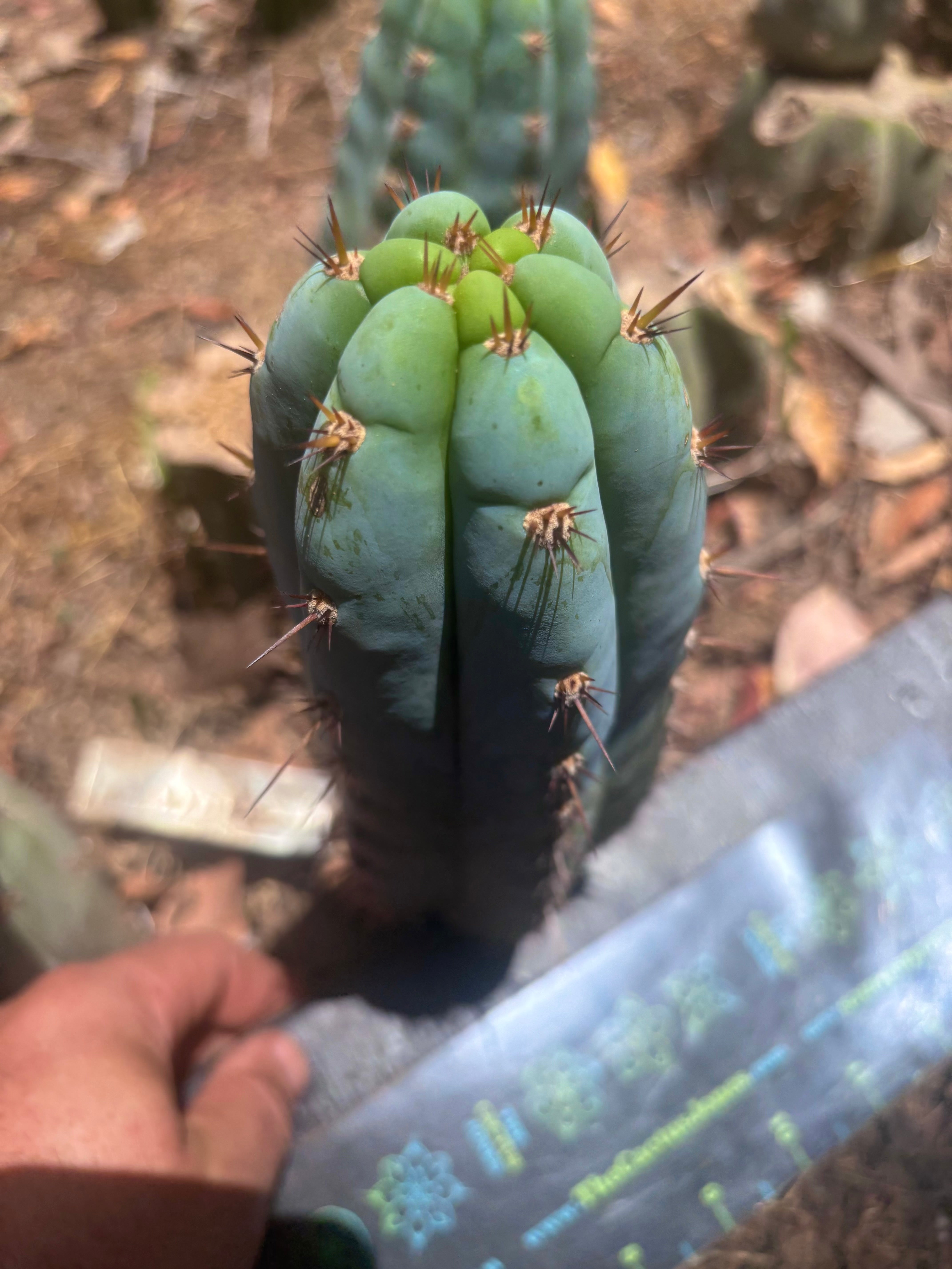 💎👑🌶️ Sharxx Blue — Chubby 8” Pup