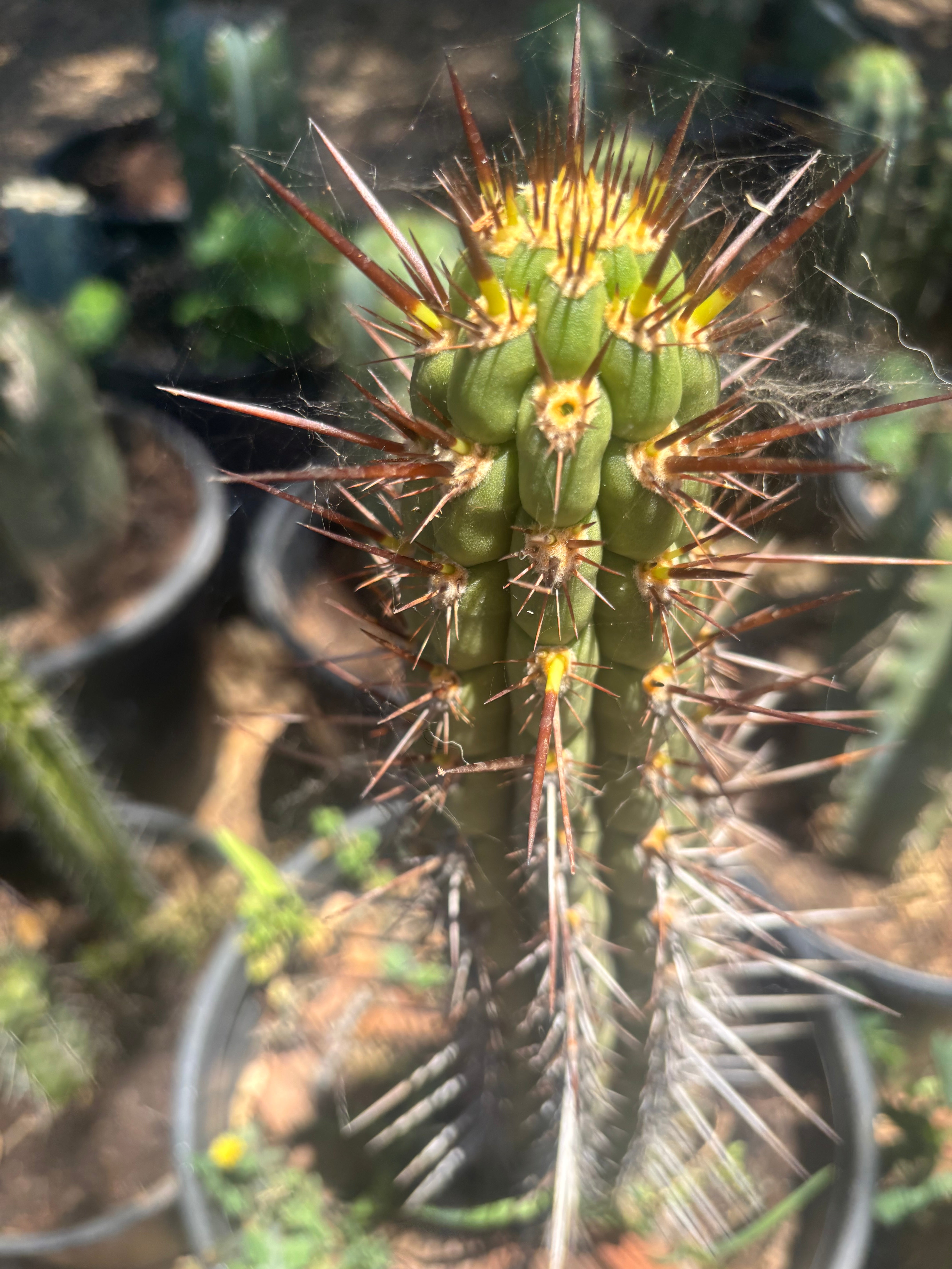 💎👑💎 T. Deserticola — 8” Tip