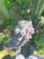 💎 Stenocereus Beneckei