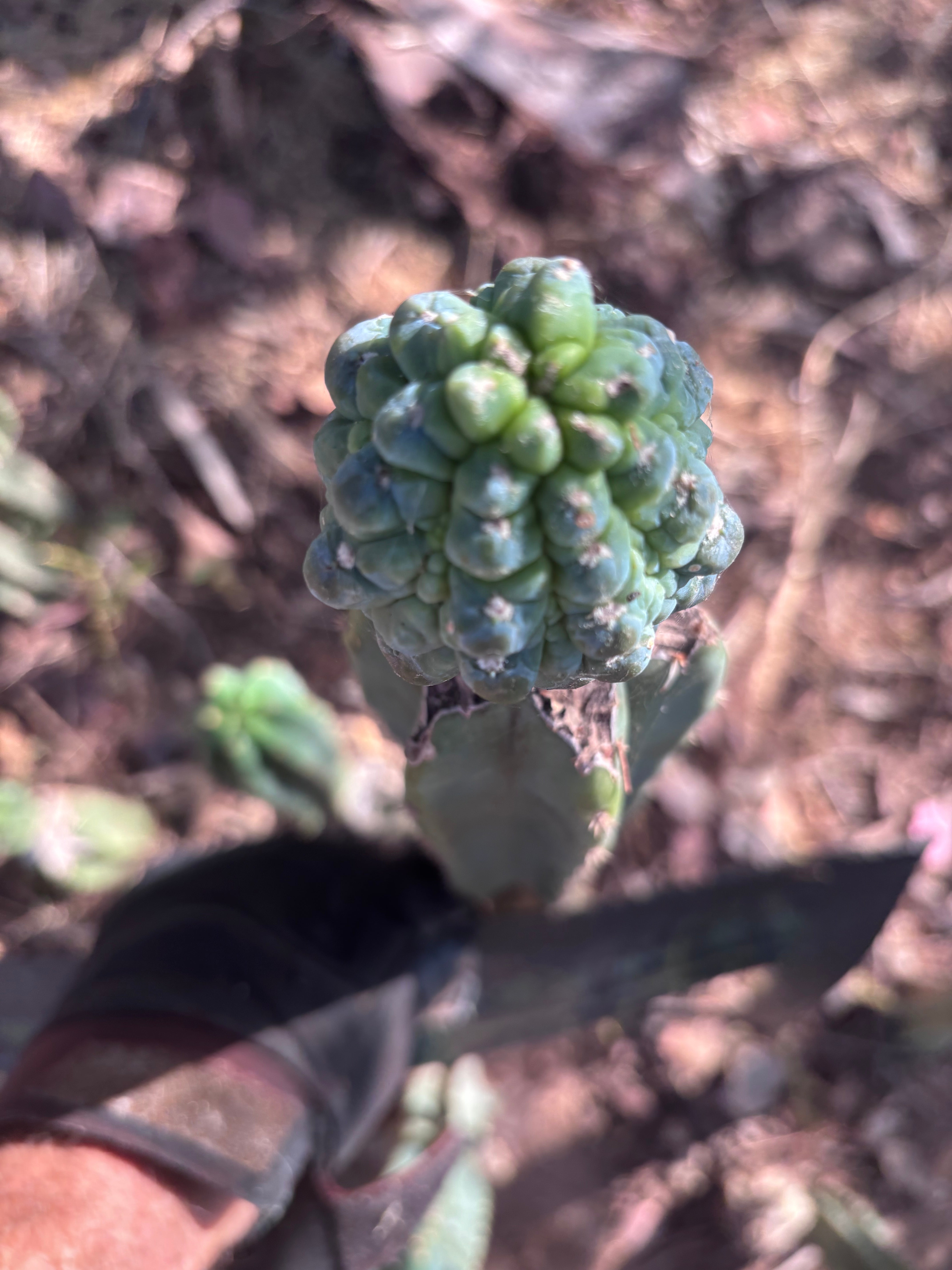 👑💎 Aaaand Again … Another Glorp Graft