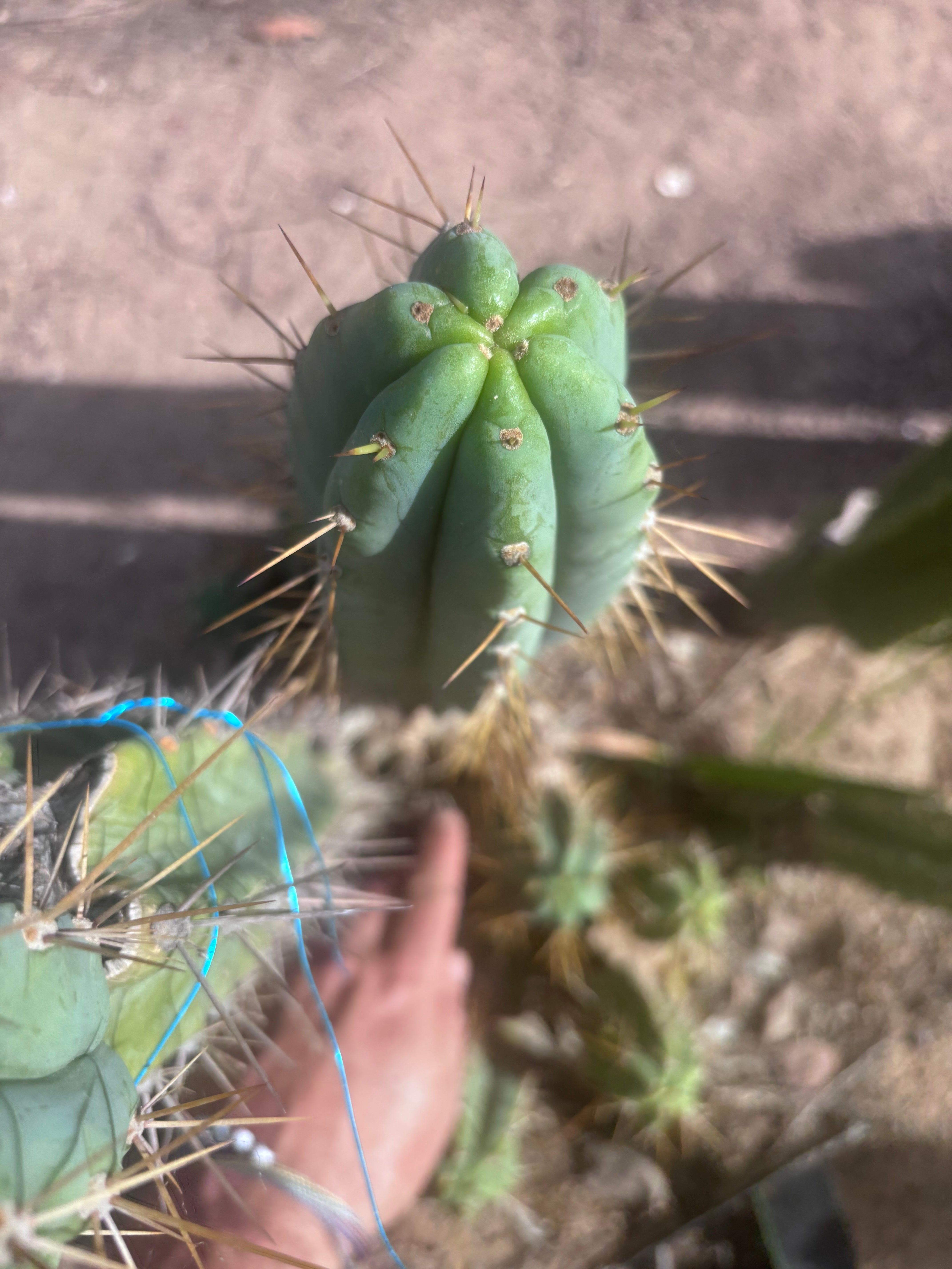 🌶️ 0102 — XL 15” Pup