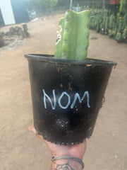 💎🌶️🌶️ NOM — Fully Rooted XL Stump