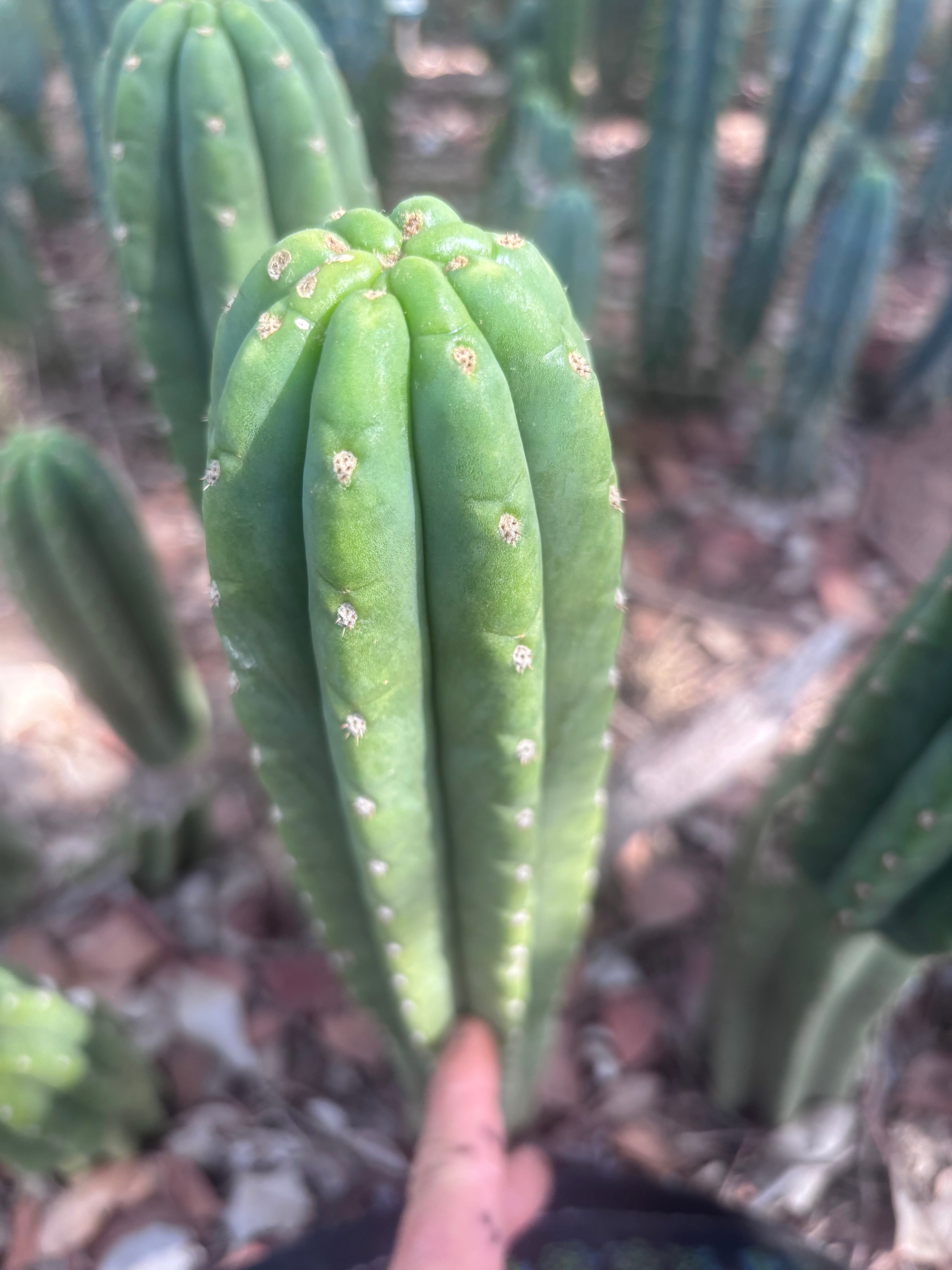 👑🌶️ The Field’s Pachanoi — 10” Tip