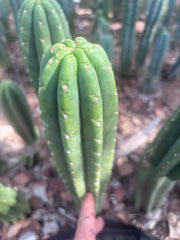 👑🌶️ The Field’s Pachanoi — 10” Tip