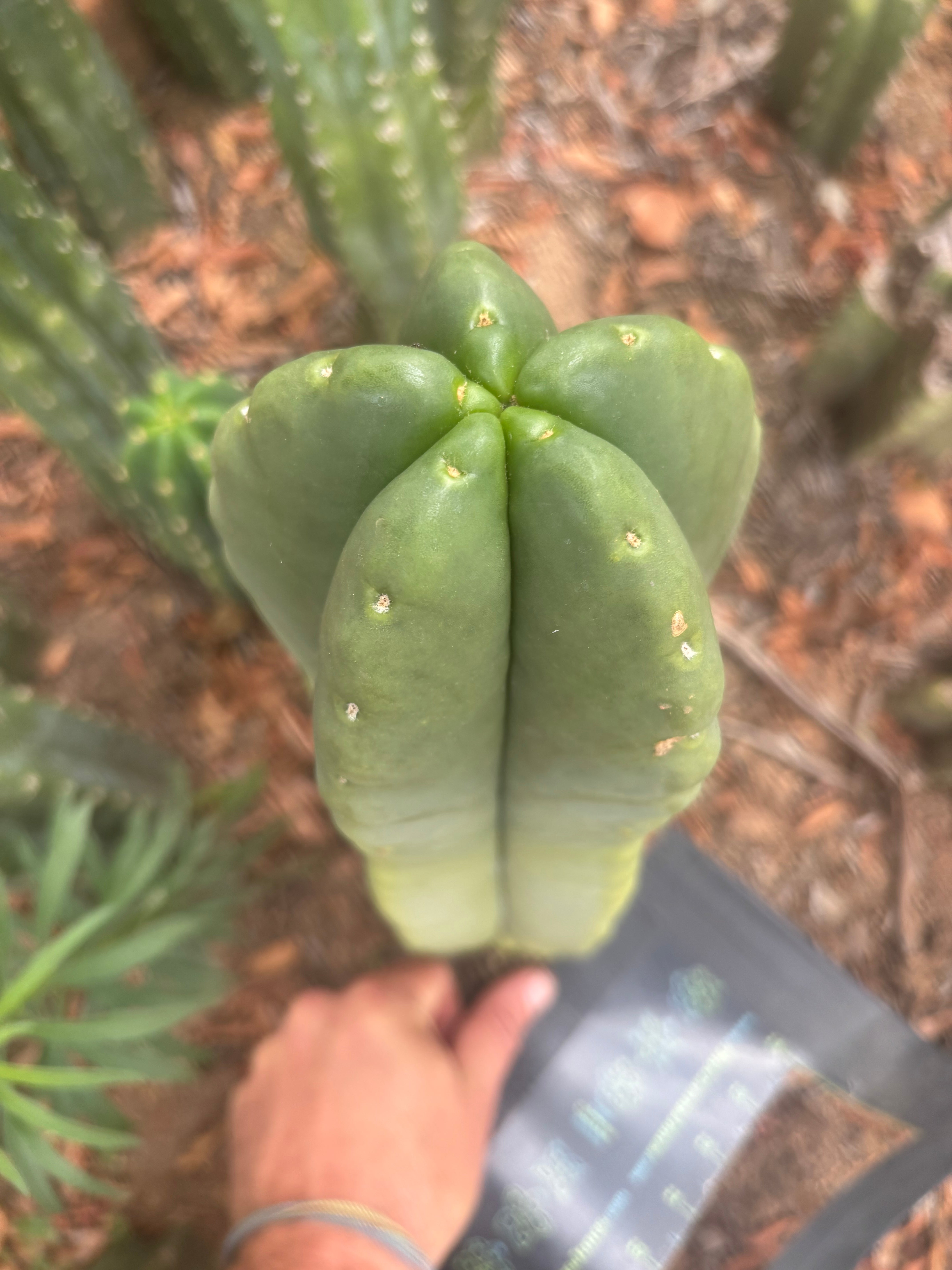💎👑💎🌶️ Ferah — 13” Beast Pup