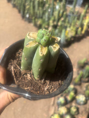 💎🌶️🌶️ NOM — Pup Graft on Rooted Pierre