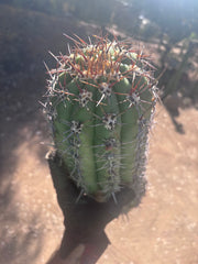 💎💎 Taquimbalensis — MASSIVE 18” Pup