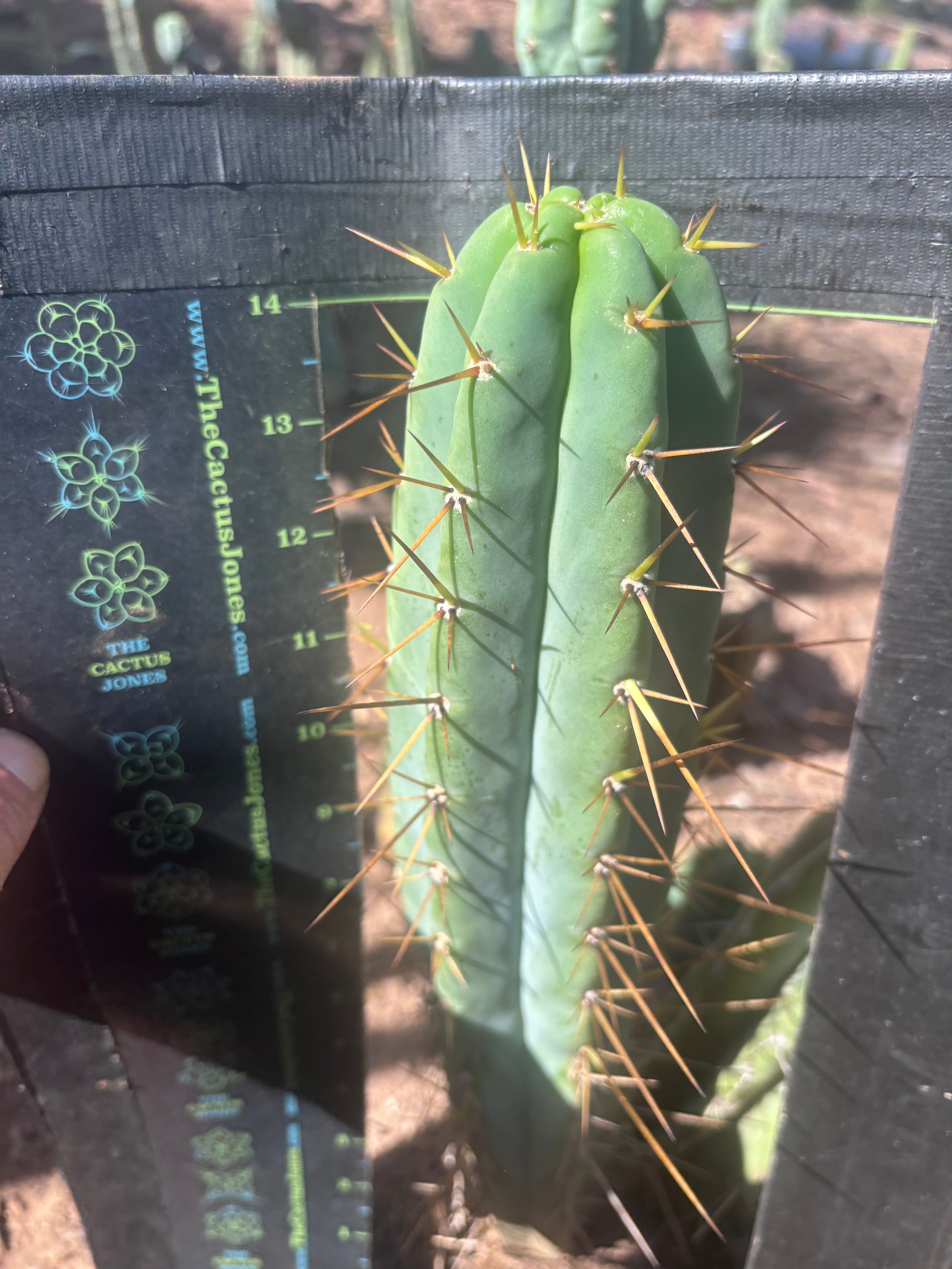 👑🌶️🌶️  Lumberjack — 15” Pup