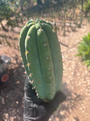 🌶️ JJOP — XL 15” Pups