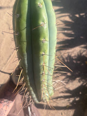 🌶️ SS02 x Kimura’s Spiny Giant  — Another Massive 16” Tip