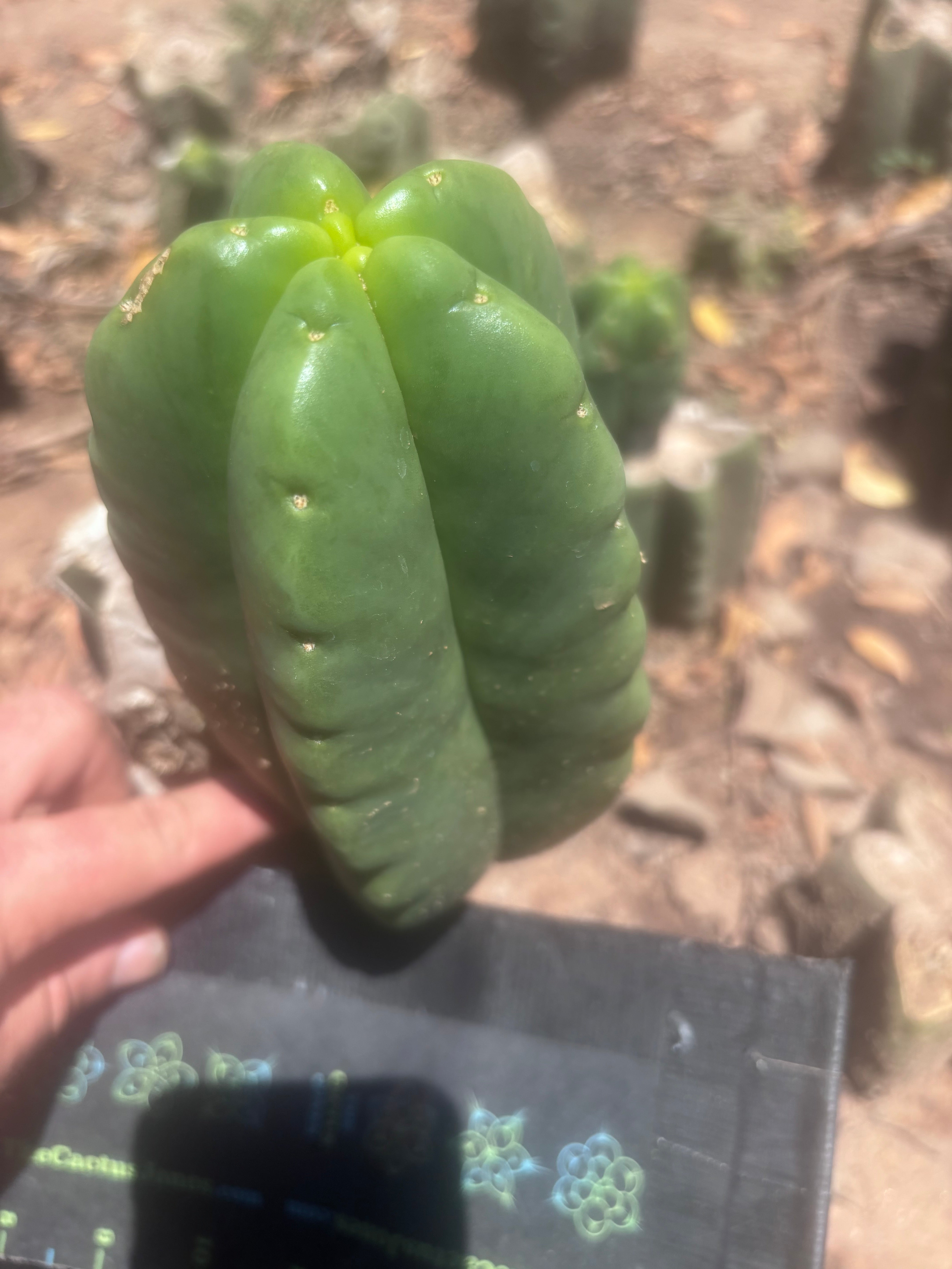 💎👑💎🌶️ Ferah — Fat 7.5” Pup