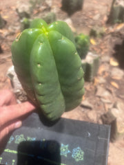 💎👑💎🌶️ Ferah — Fat 7.5” Pup