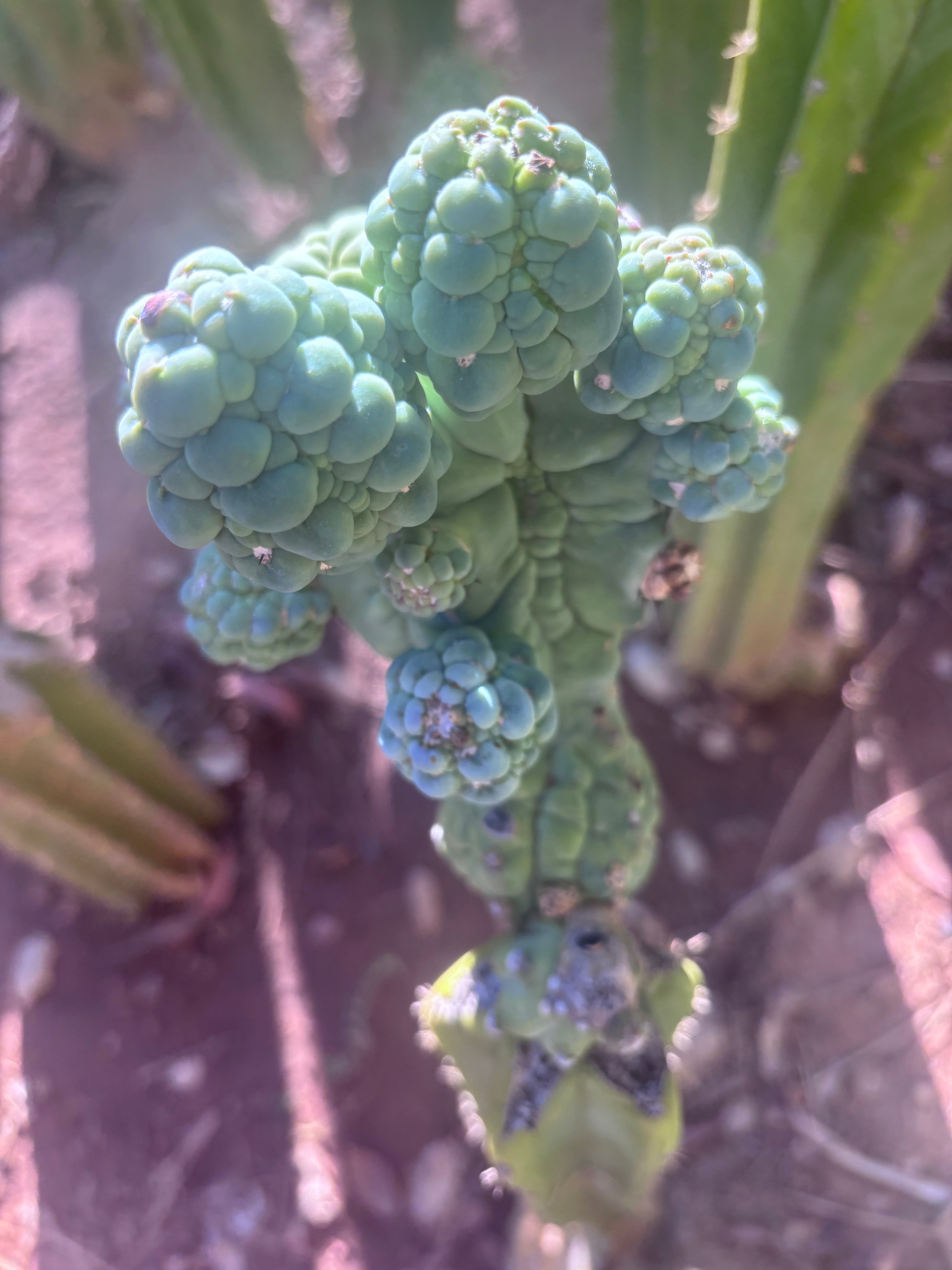 💎👑💎 Glorp — Another XL Pupsplosion Graft