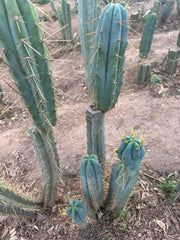 👑🌶️ S.S. Achuma — 10” Tips (2)