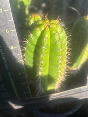 💎👑💎 Parque de las Leyendes —BK08611.4 Clone A —  6” Tip