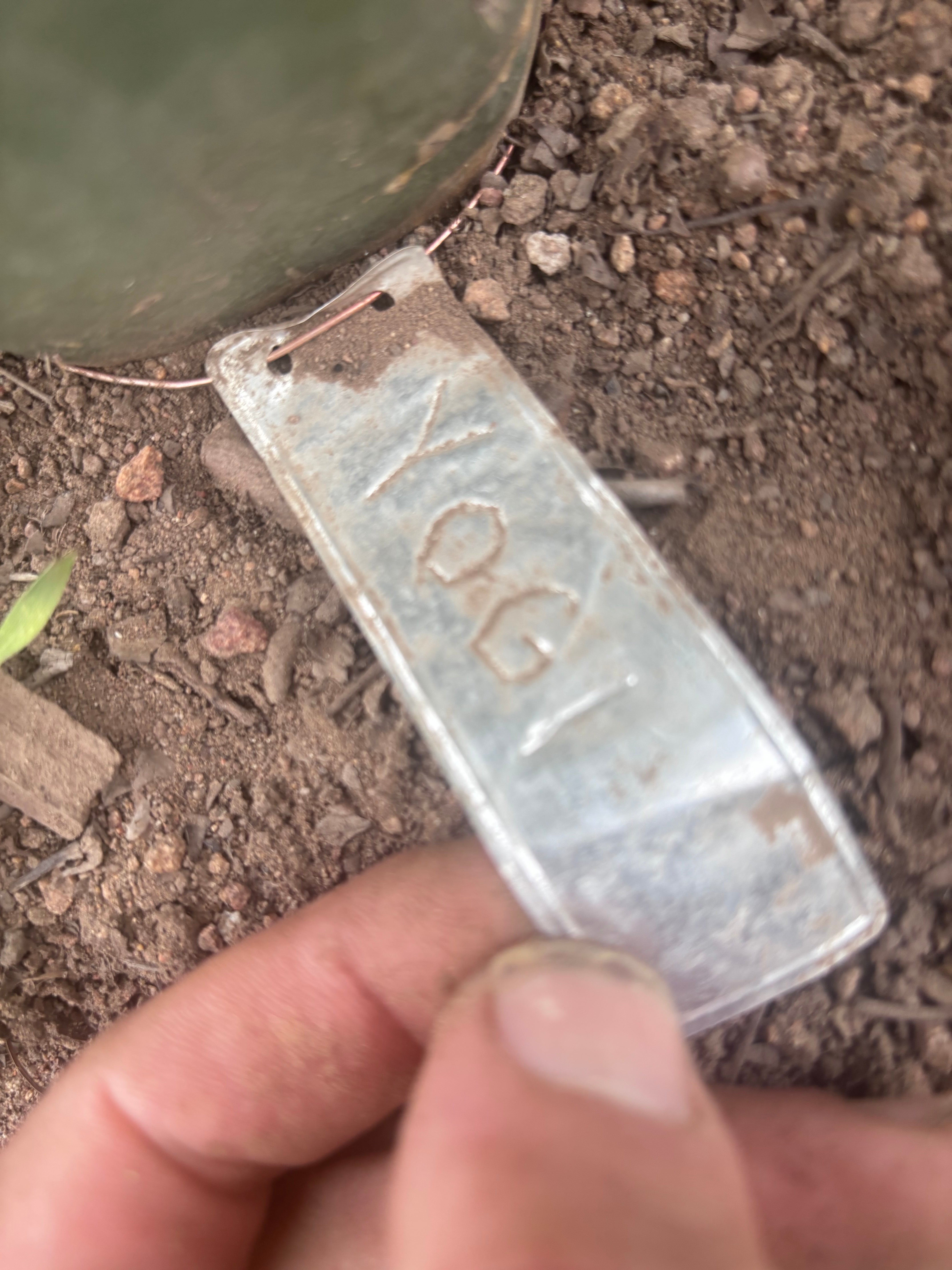 👑🌶️ Yogi — Fat 10” Pup