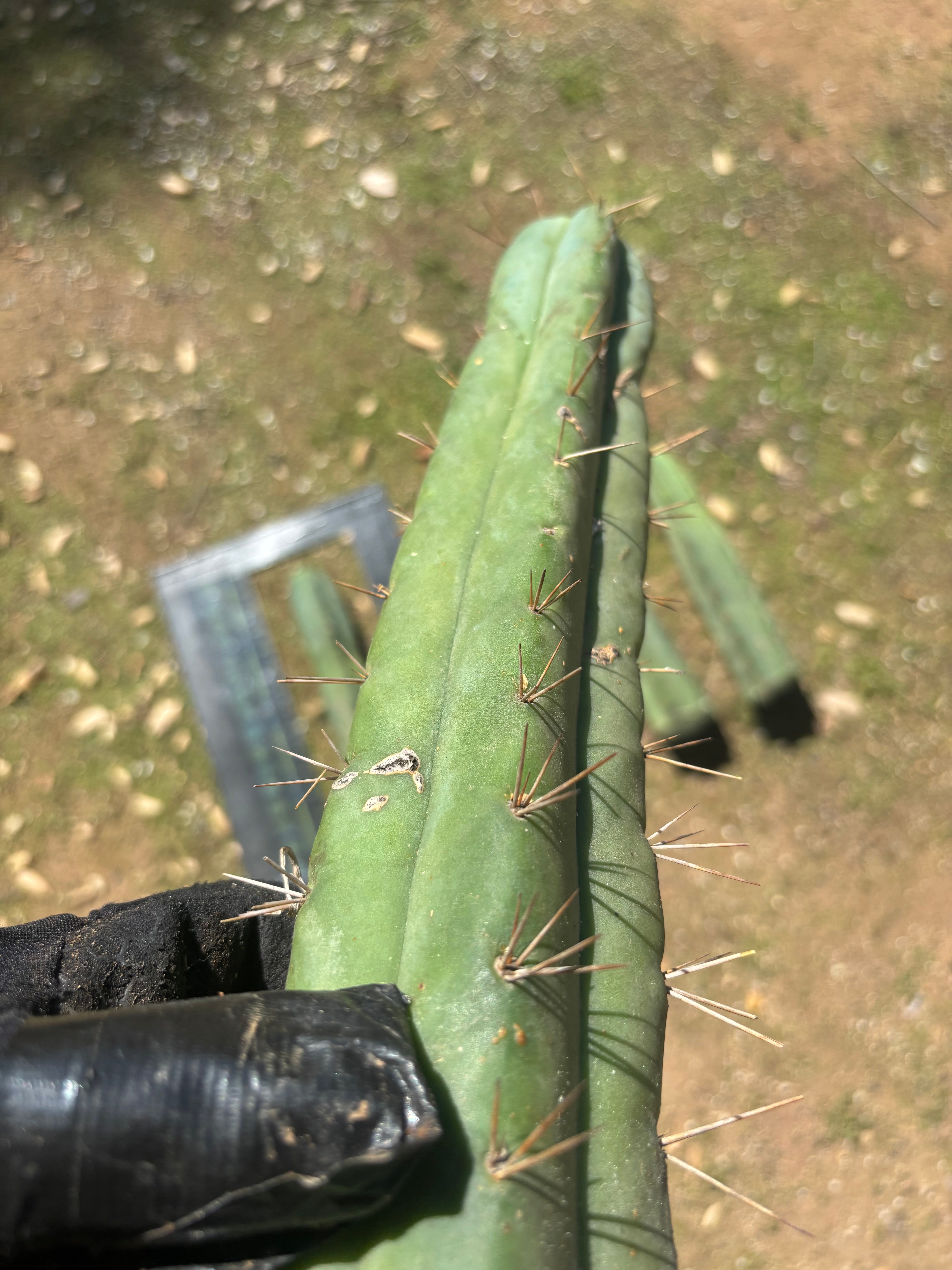 🌶️ Restocked —Baker x Helen  — 12” Tips