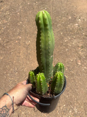 👑💎 DeCosta — 7 Rooted Tips in One Pot