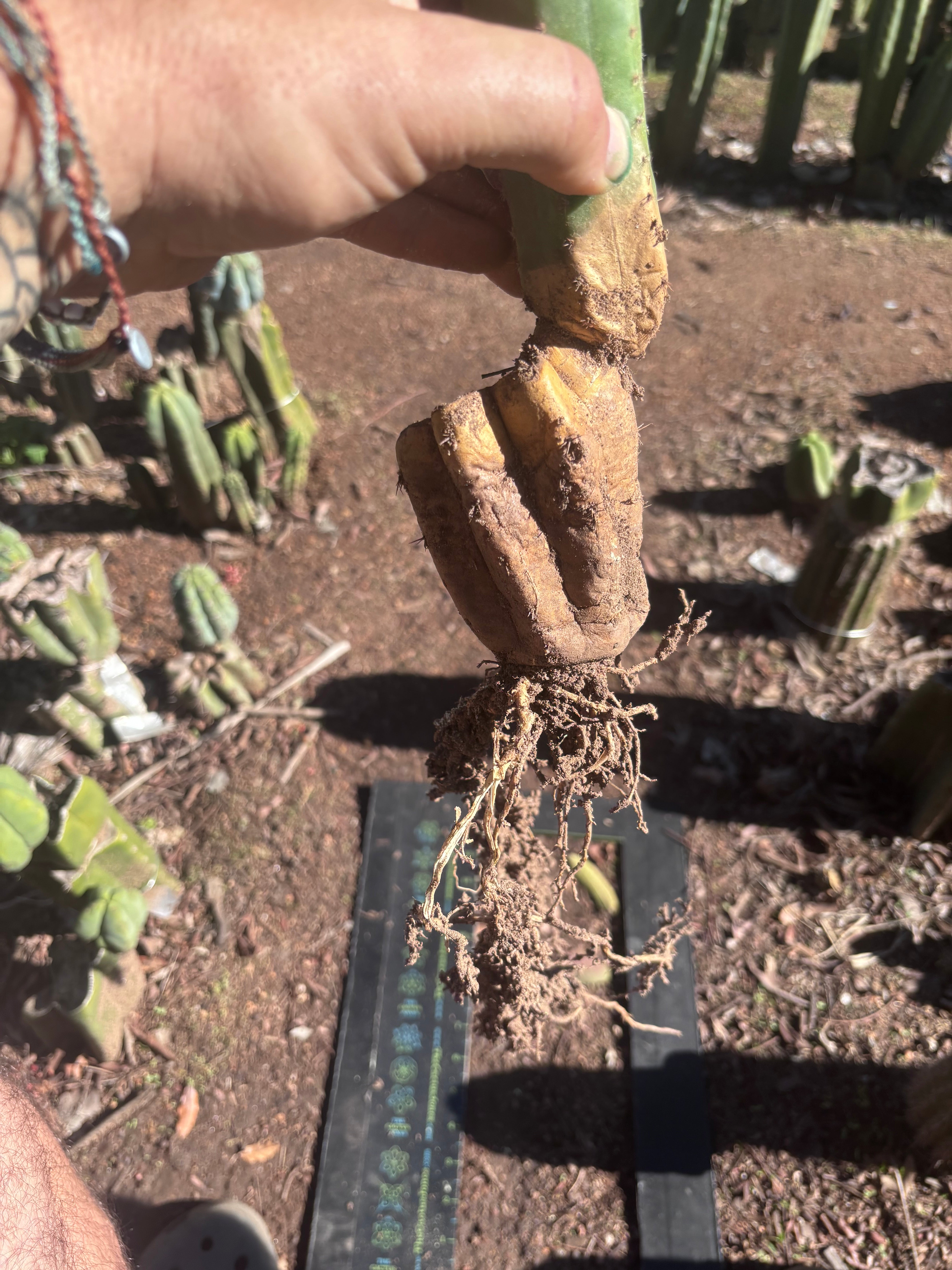 👑🌶️ Ecuadorian Pach — Rooted 15”