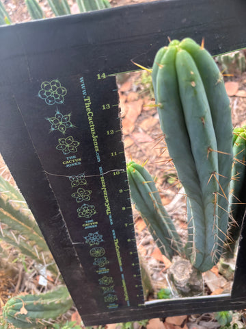 🌶️🌶️ The Baker Helen Bridge — 15” Pup