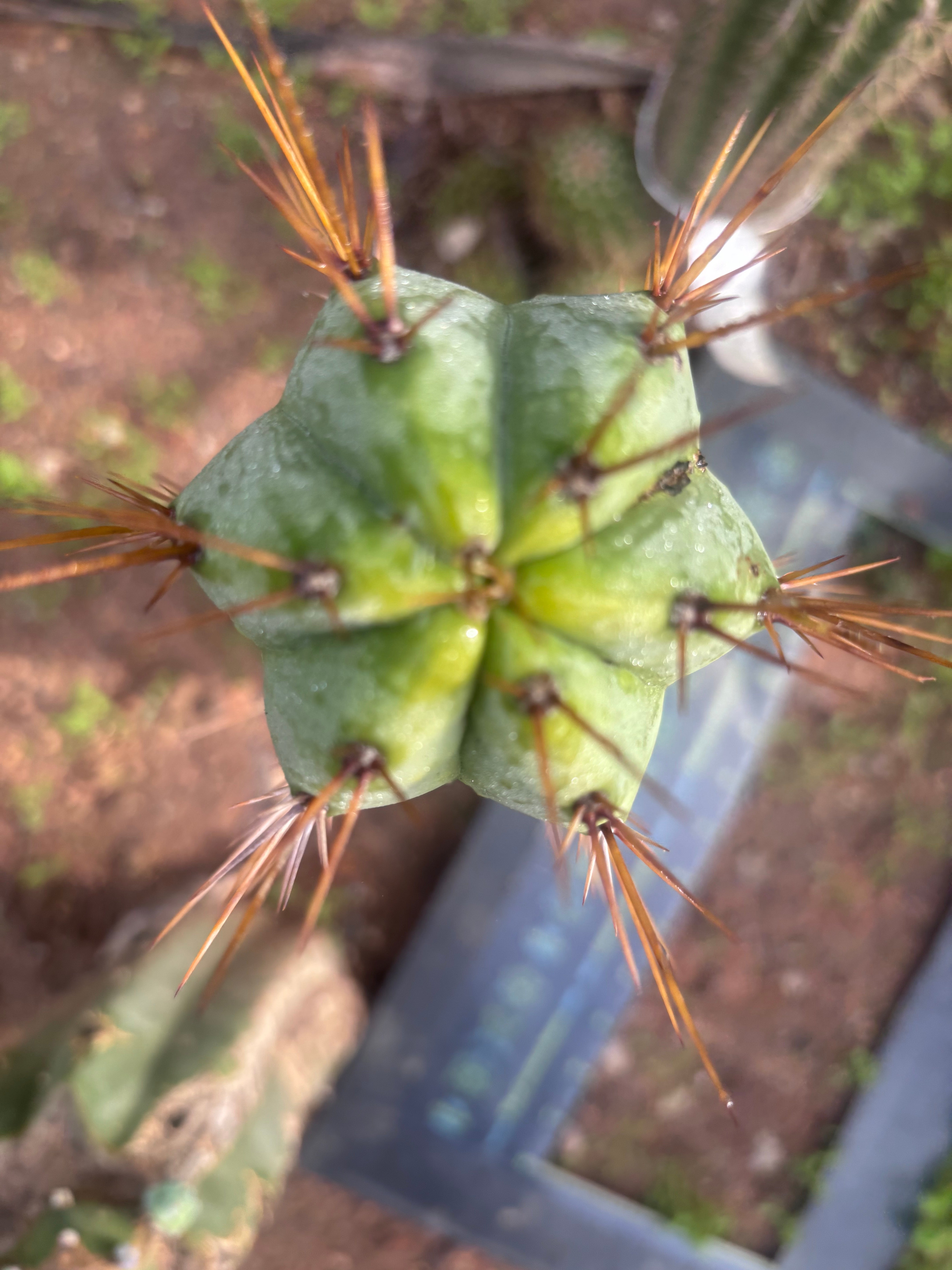 👑💎🌶️ CSD — 6.5” Tip