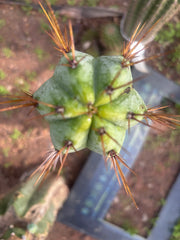 👑💎🌶️ CSD — 6.5” Tip