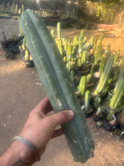 👑🌶️🌶️  Jiimz Twin — XL 15” Tip