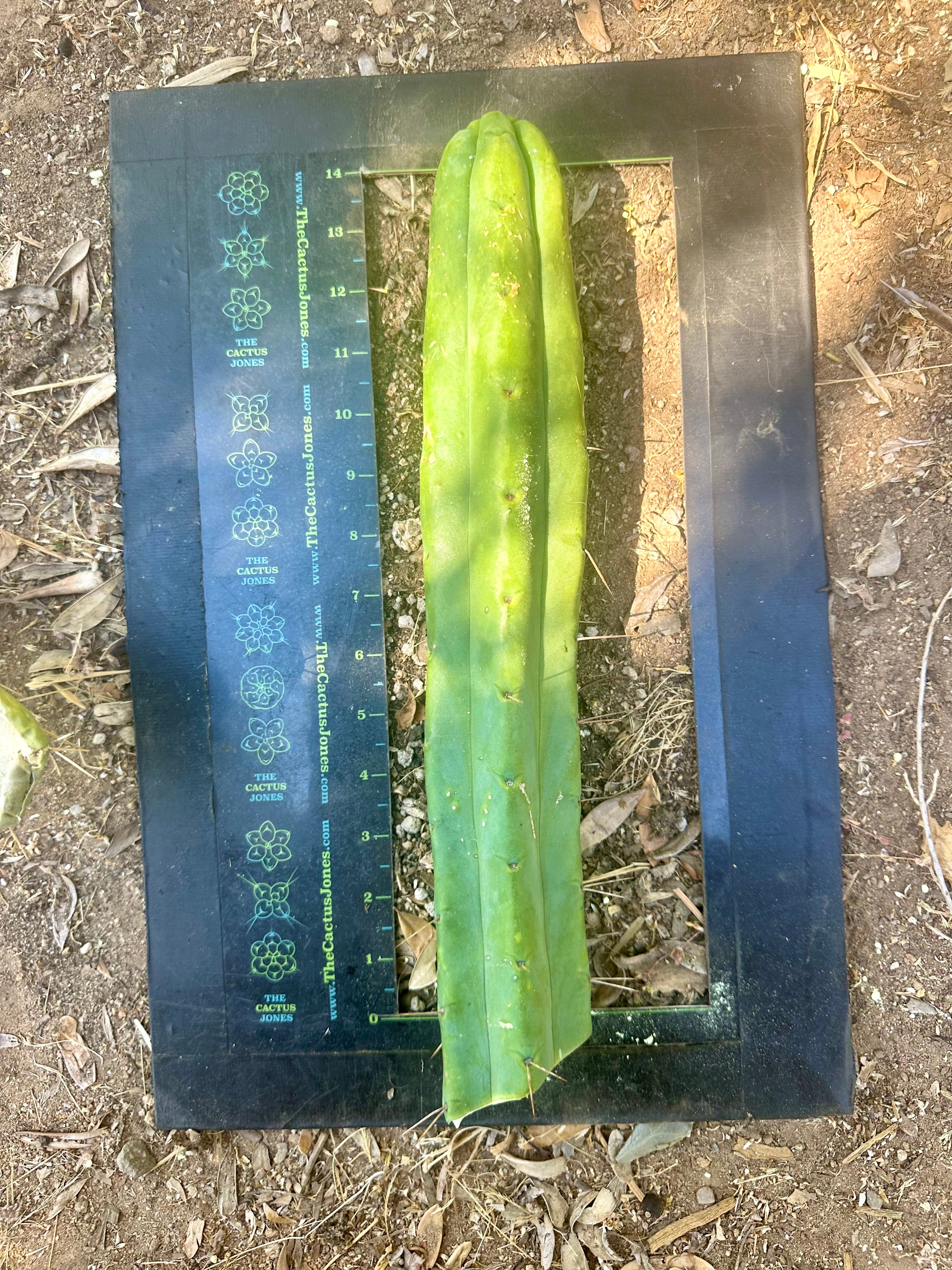 👑🌶️🌶️ Jiimz Twin  — XL 13” Tips (5)