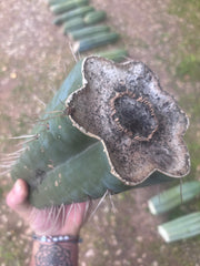 💎🌶️ SS02 x Yowie — MASSIVE 9.5” Mid