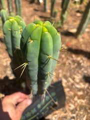 👑🌶️ Species C — 11” Pup
