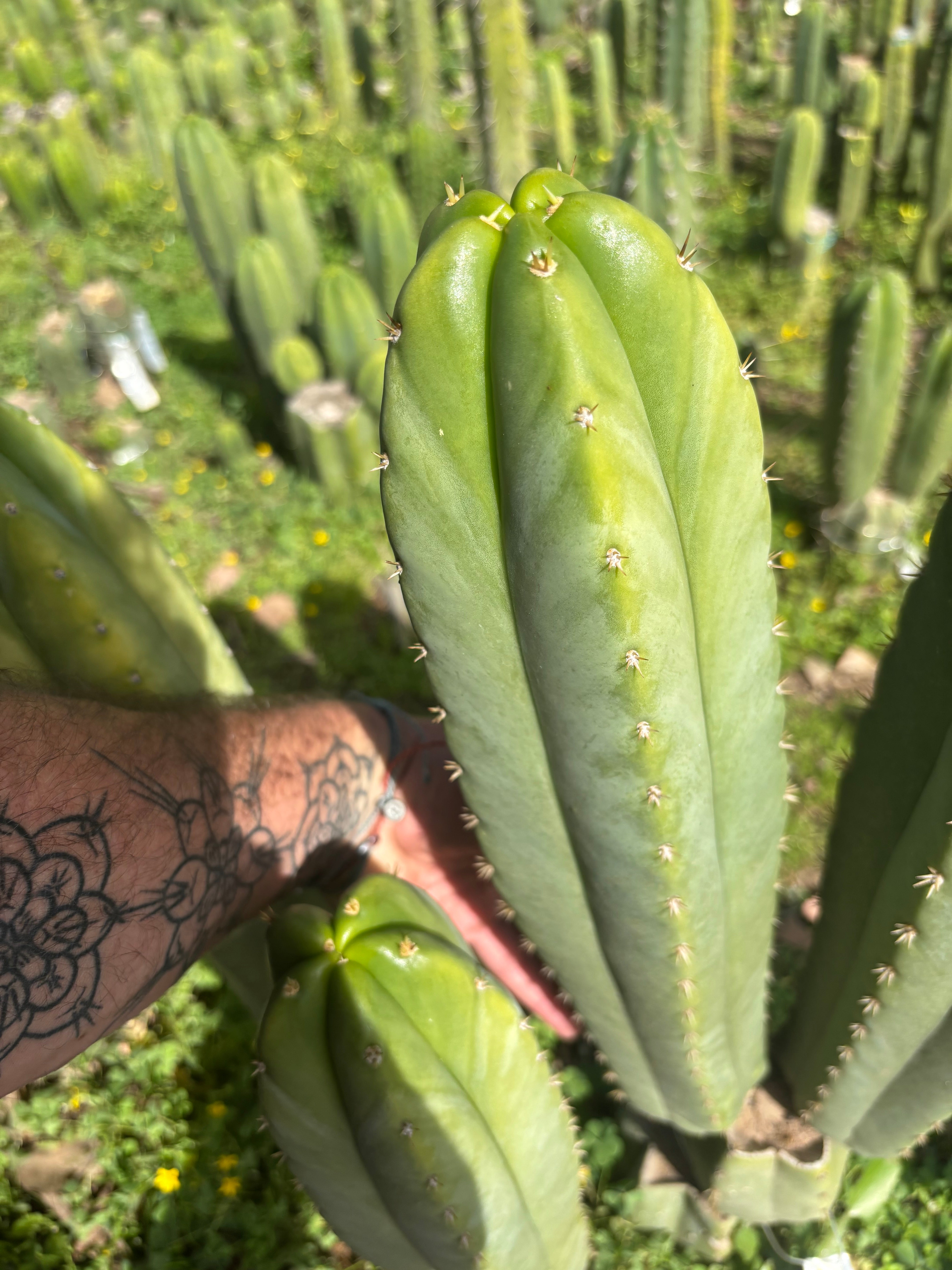 💎🌶️ Scop x KGC — XXL 16” Pup
