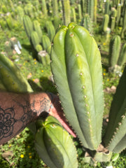 💎🌶️ Scop x KGC — XXL 16” Pup