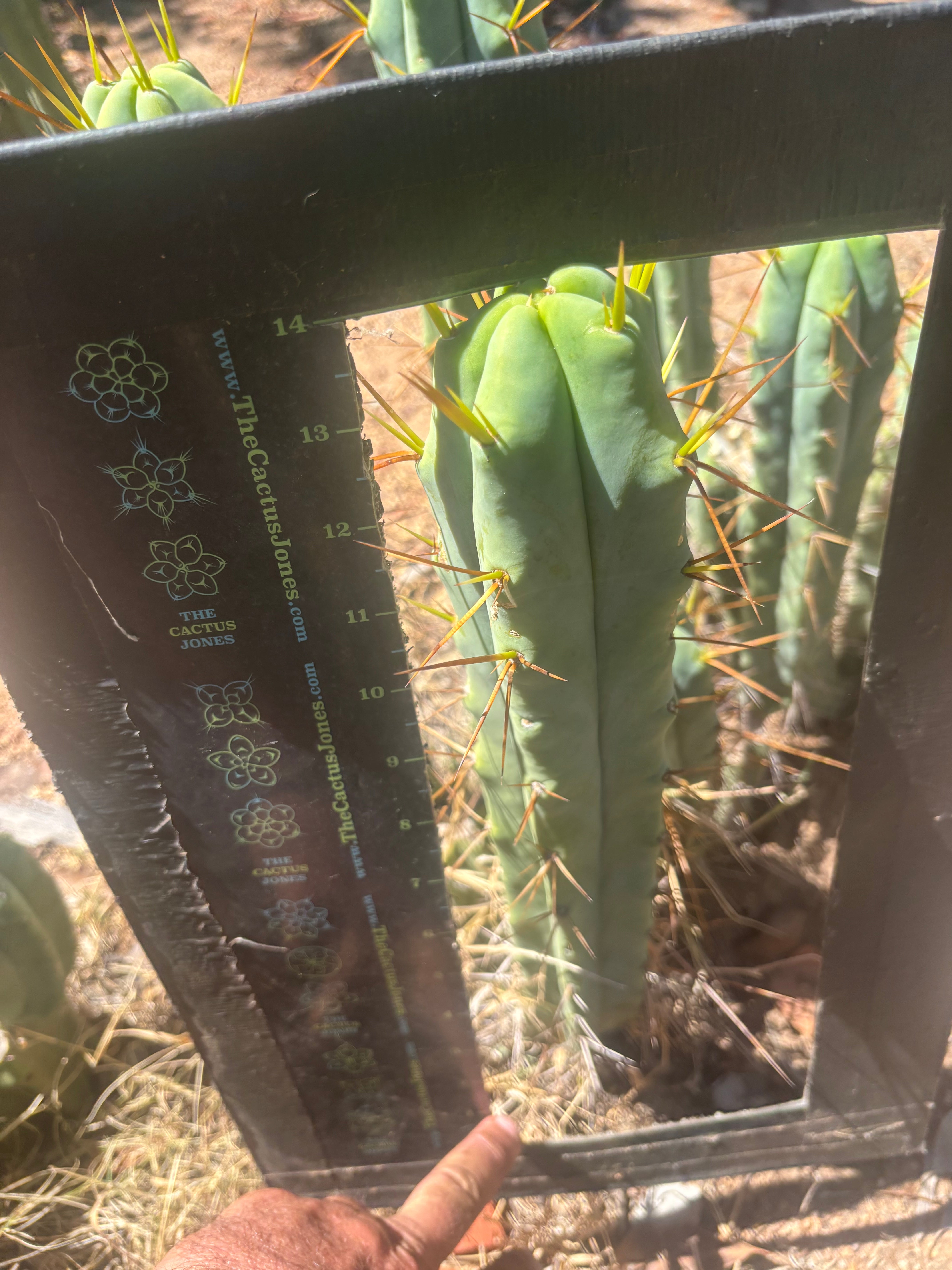 👑🌶️ Medicine Man — 14” Tip