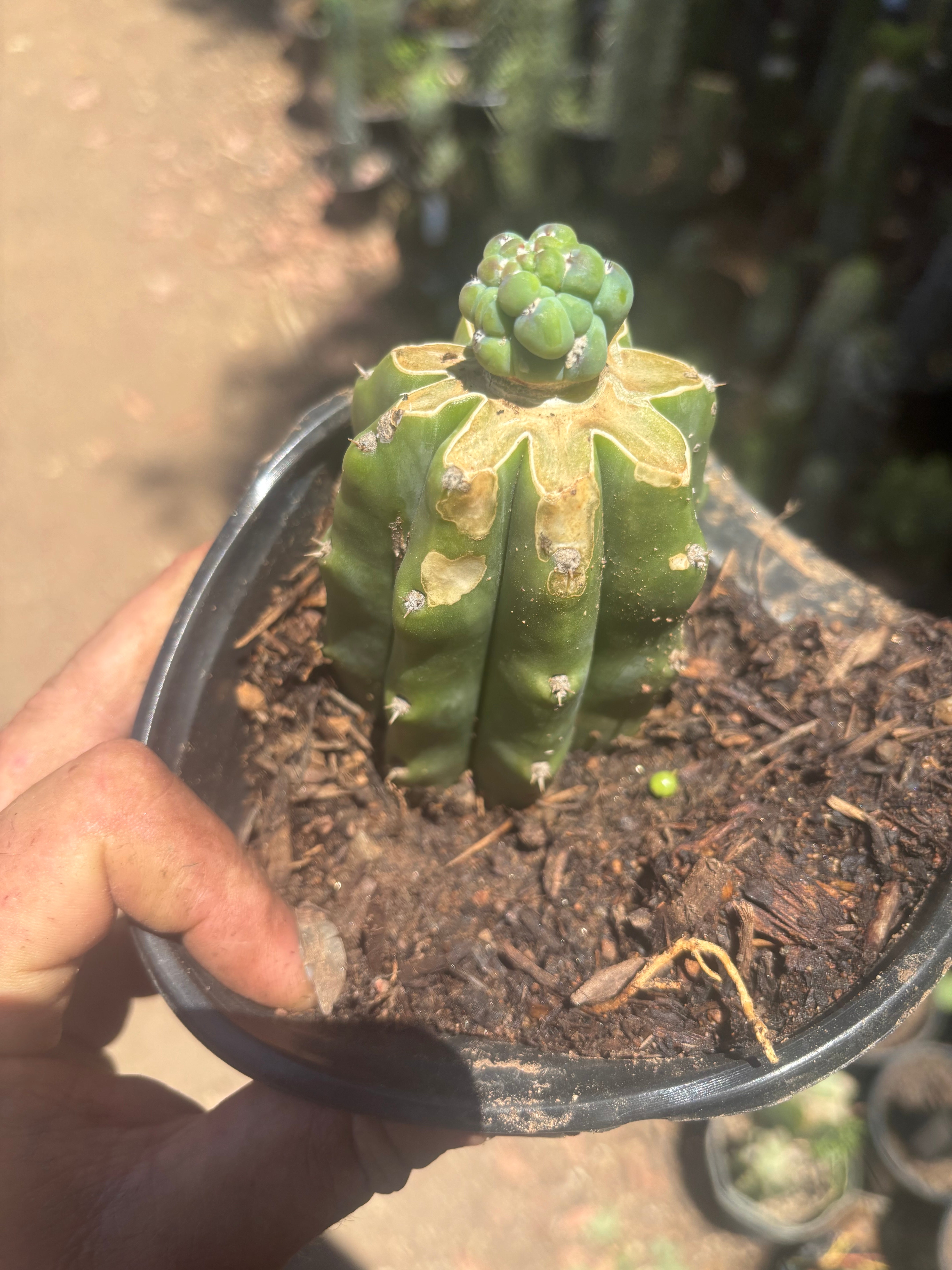 👑 Glorp — Small Pup Graft