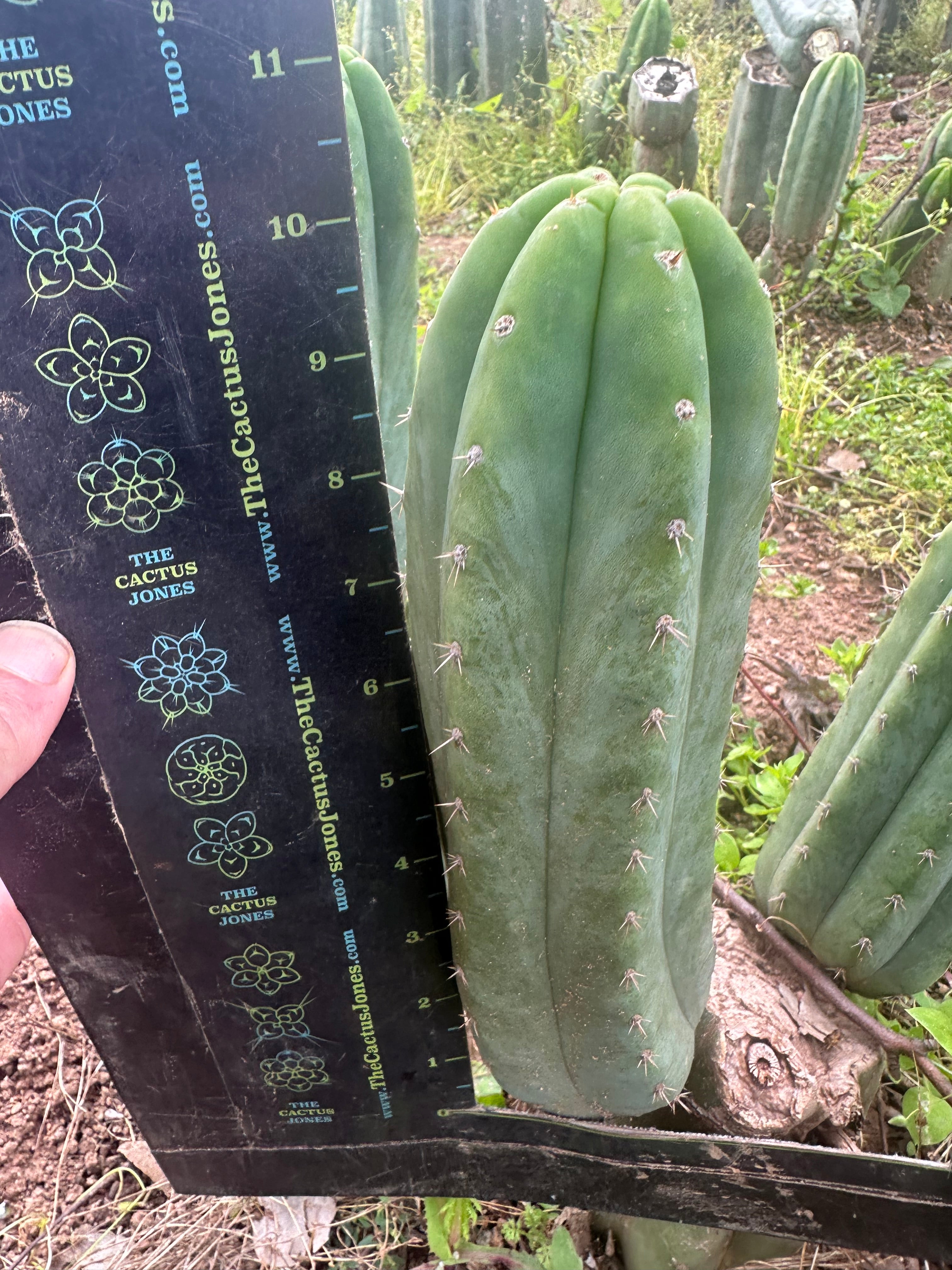 👑🌶️🌶️ Landfill — 10” Pup