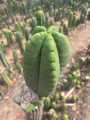 💎👑💎🌶️ Ferah — Massive 10” Melon!