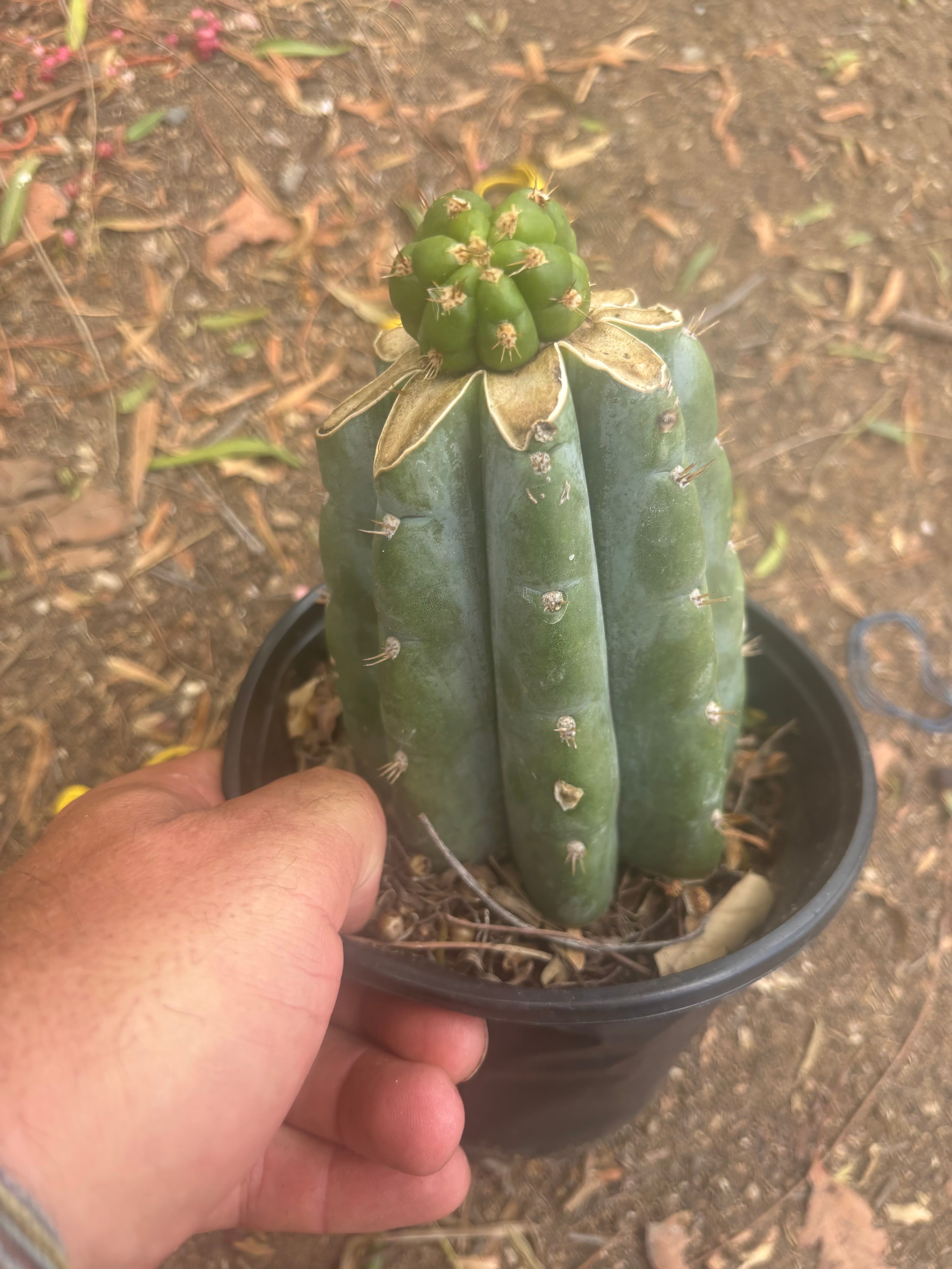 💎👑💎🌶️ CareBear — One More Graft on Rooted Shine01