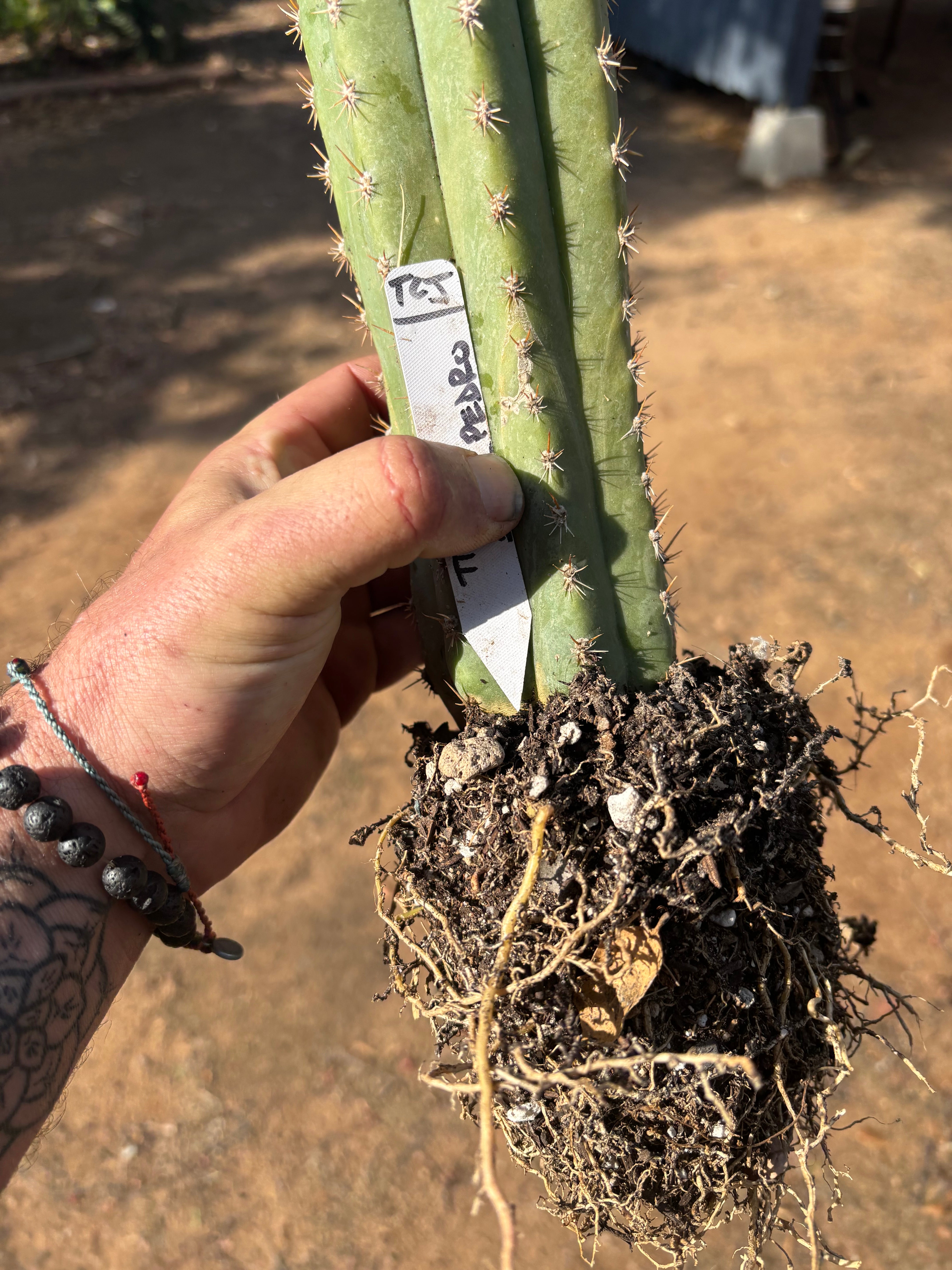 🌶️ Tipz x Super Pedro — 14” Fully Rooted Stump