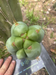 👑 Lotusland Huanu —  Fat FourWang Grenade
