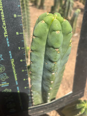 💎👑🌶️ Bob’s Colossus — Beefy 9” Tip