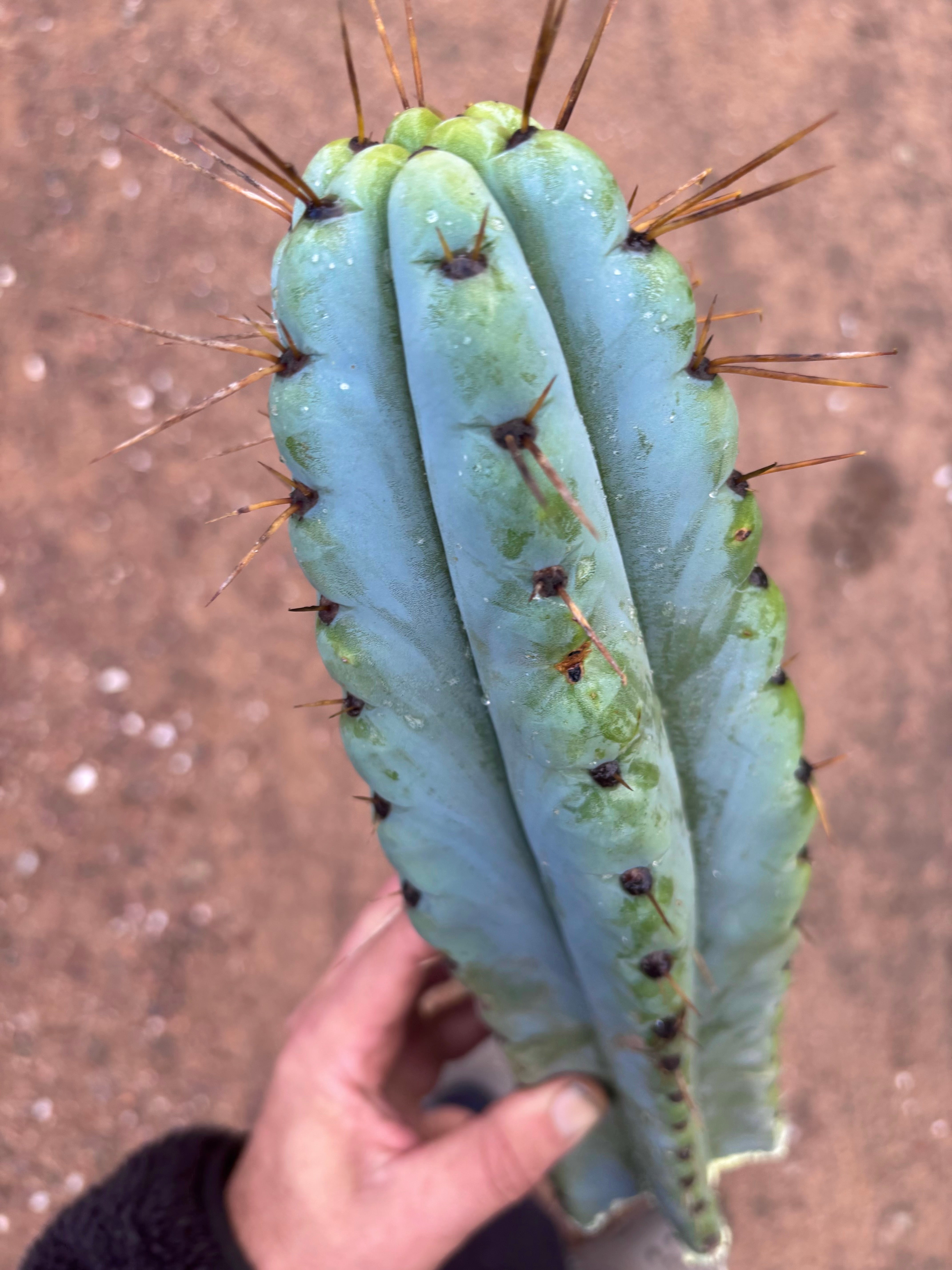 💎🌶️ Noid of the Moment — XL 14” Tip