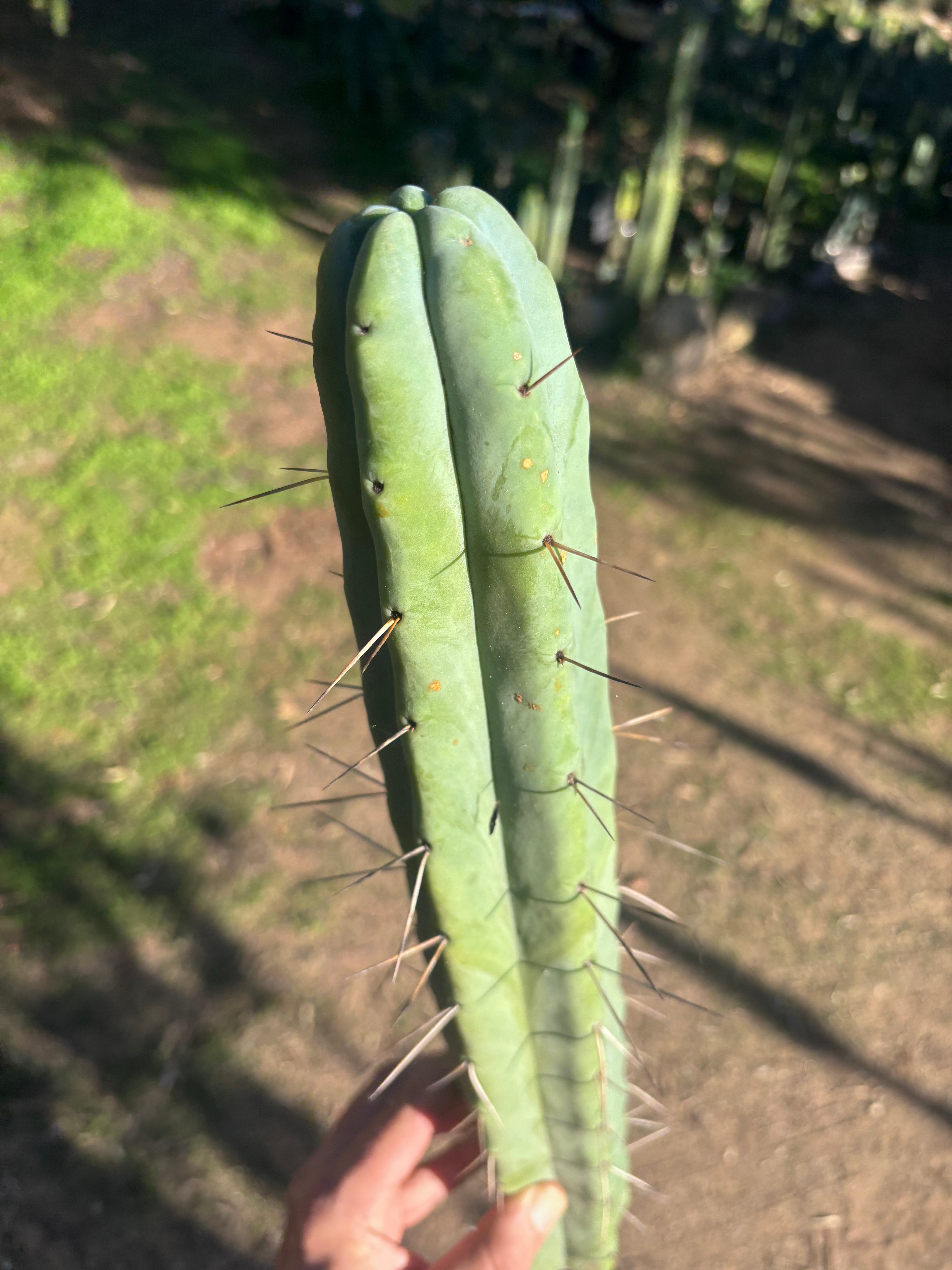 👑🌶️ Hammer2 — XL 17” Tip