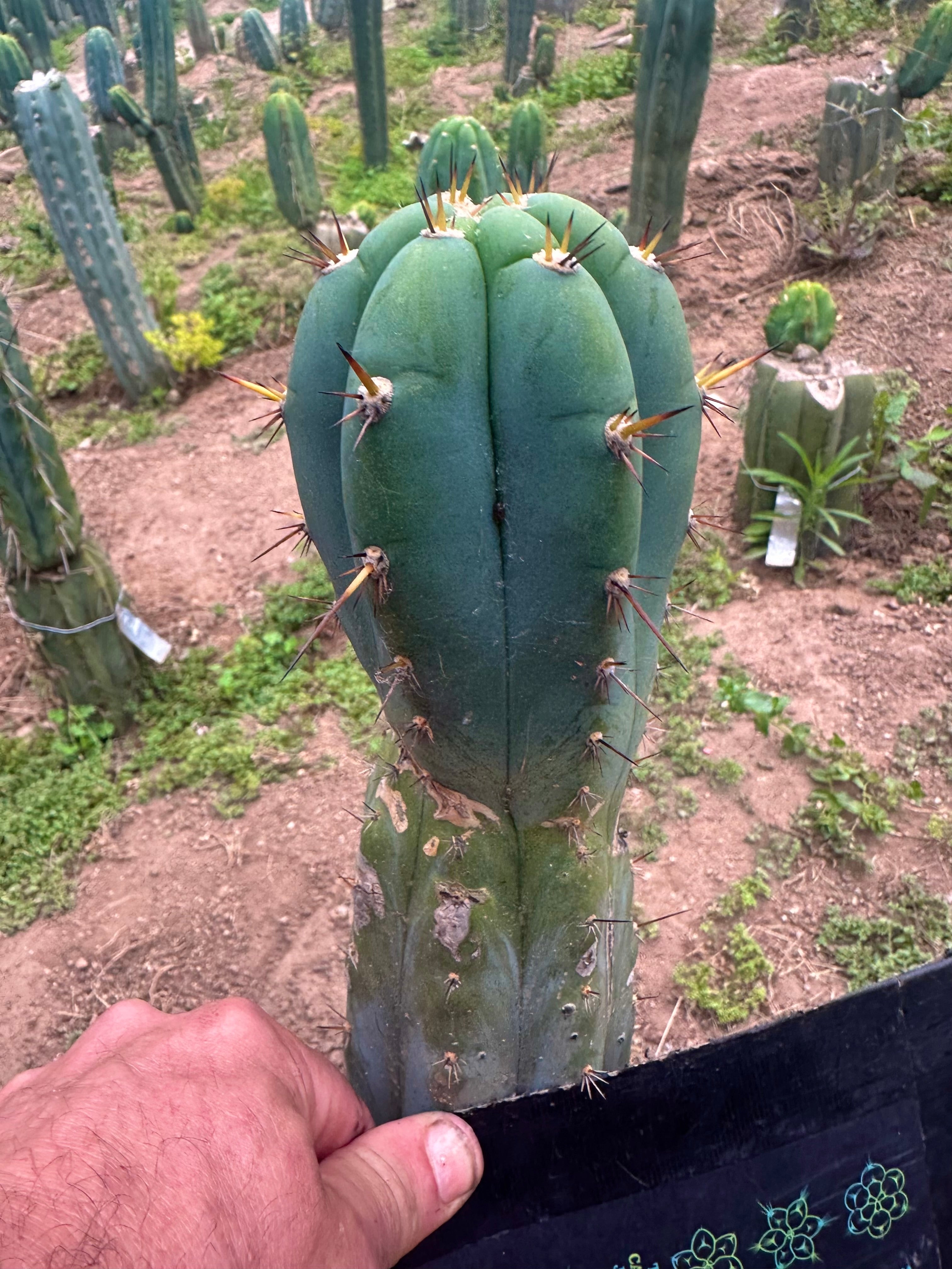 💎👑🌶️💎  Hyperspace Pixie! — 8” Tip