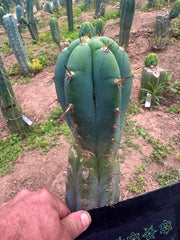 💎👑🌶️💎  Hyperspace Pixie! — 8” Tip