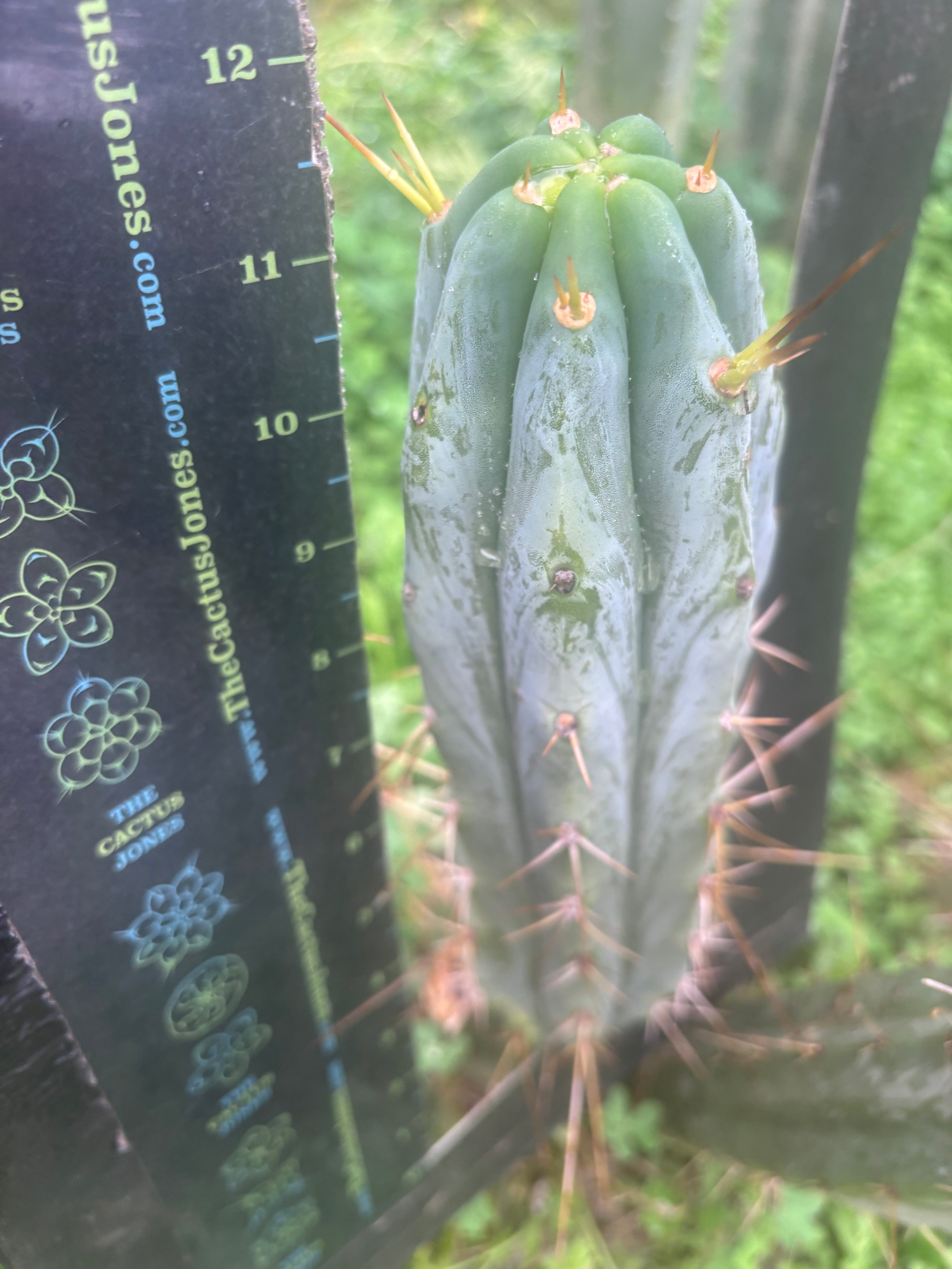 👑🌶️ S.S. Achuma — 12” Pup
