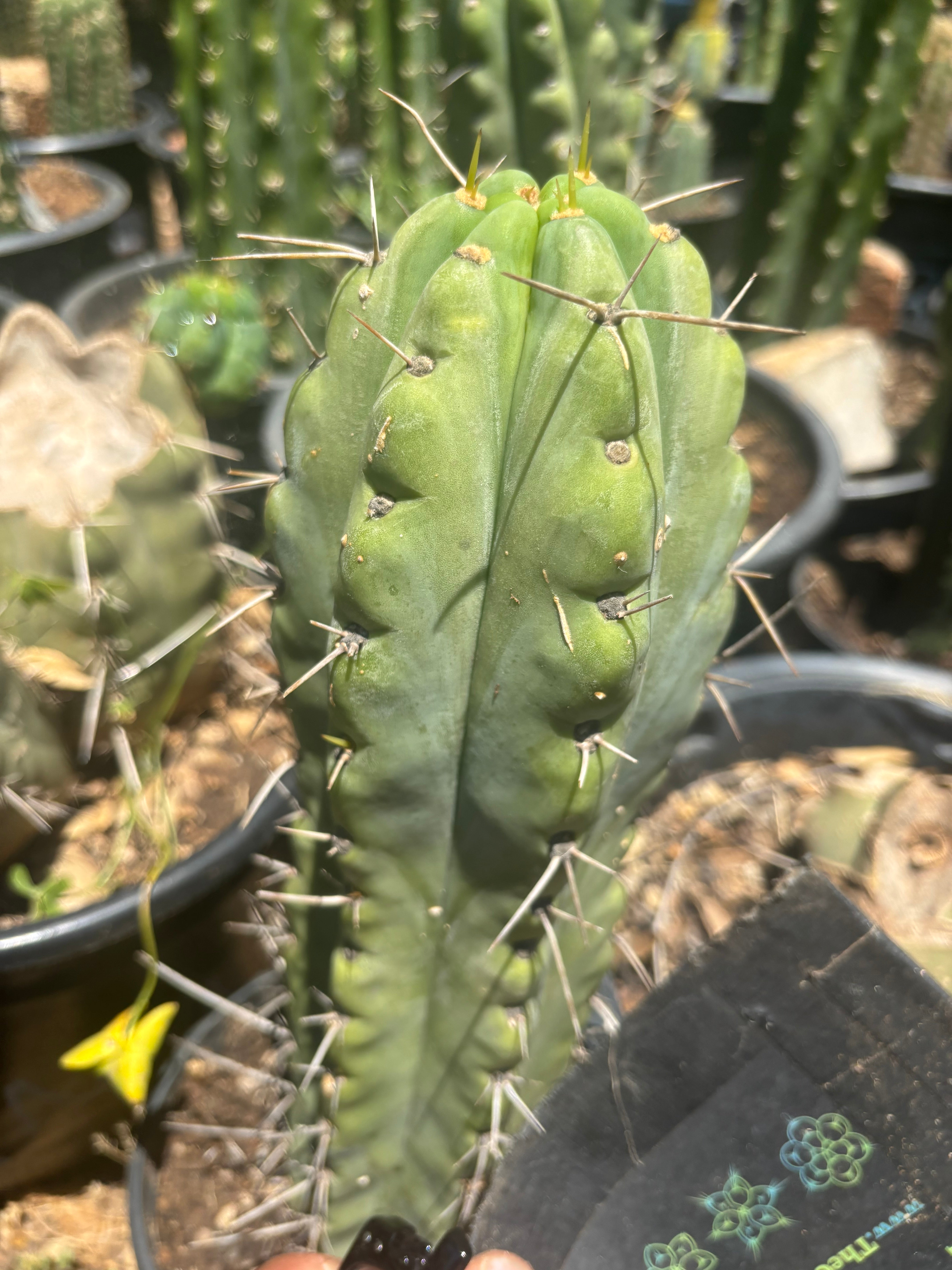 💎🌶️🌶️ NOM — Fat 9” Tip