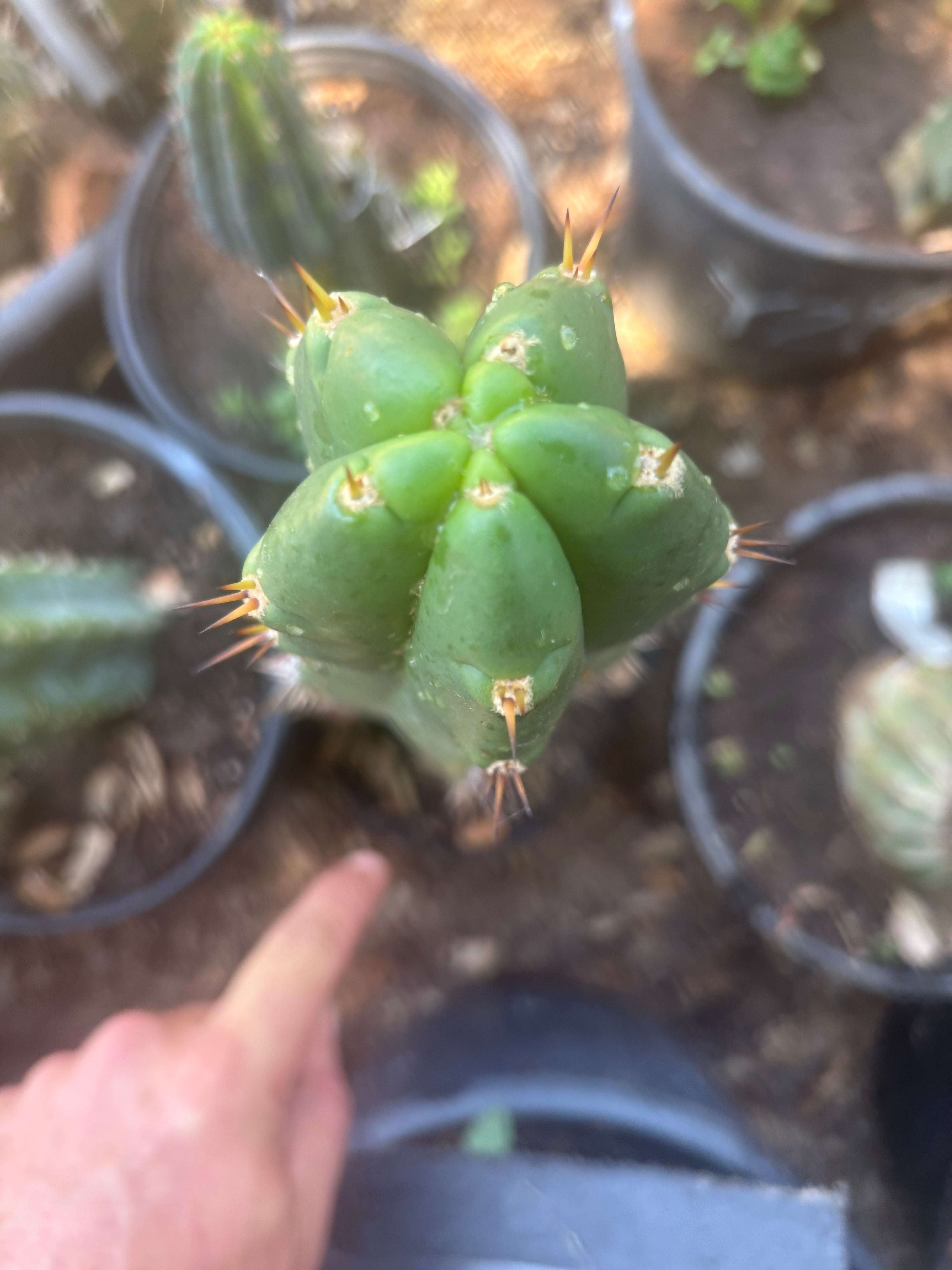 👑🌶️ Huari — 10” Tip