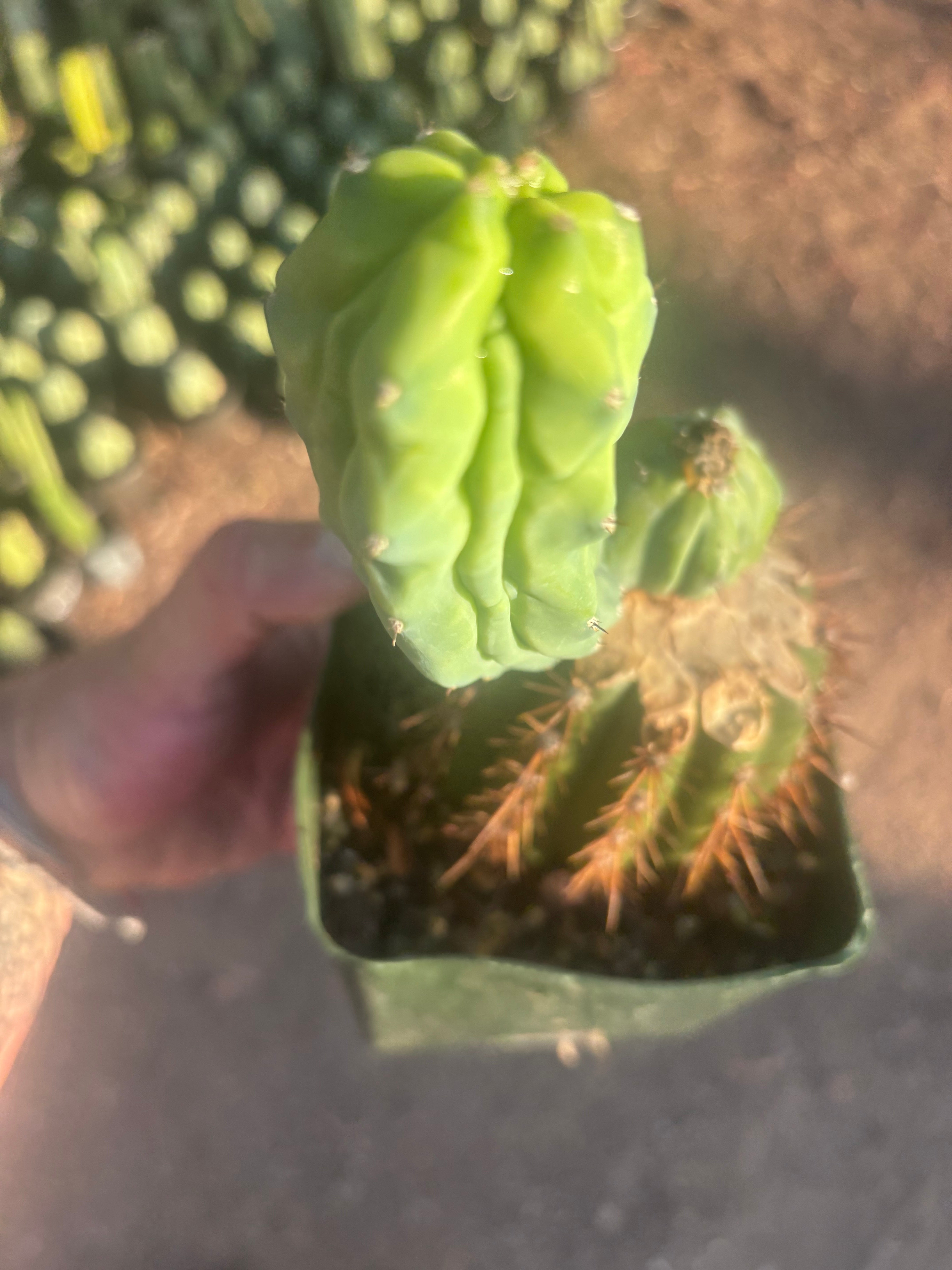 👑💎 Grecas — Rooted Butt Graft with Pup