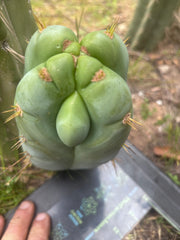 👑 Lotusland Huanu —  Fat FourWang Grenade