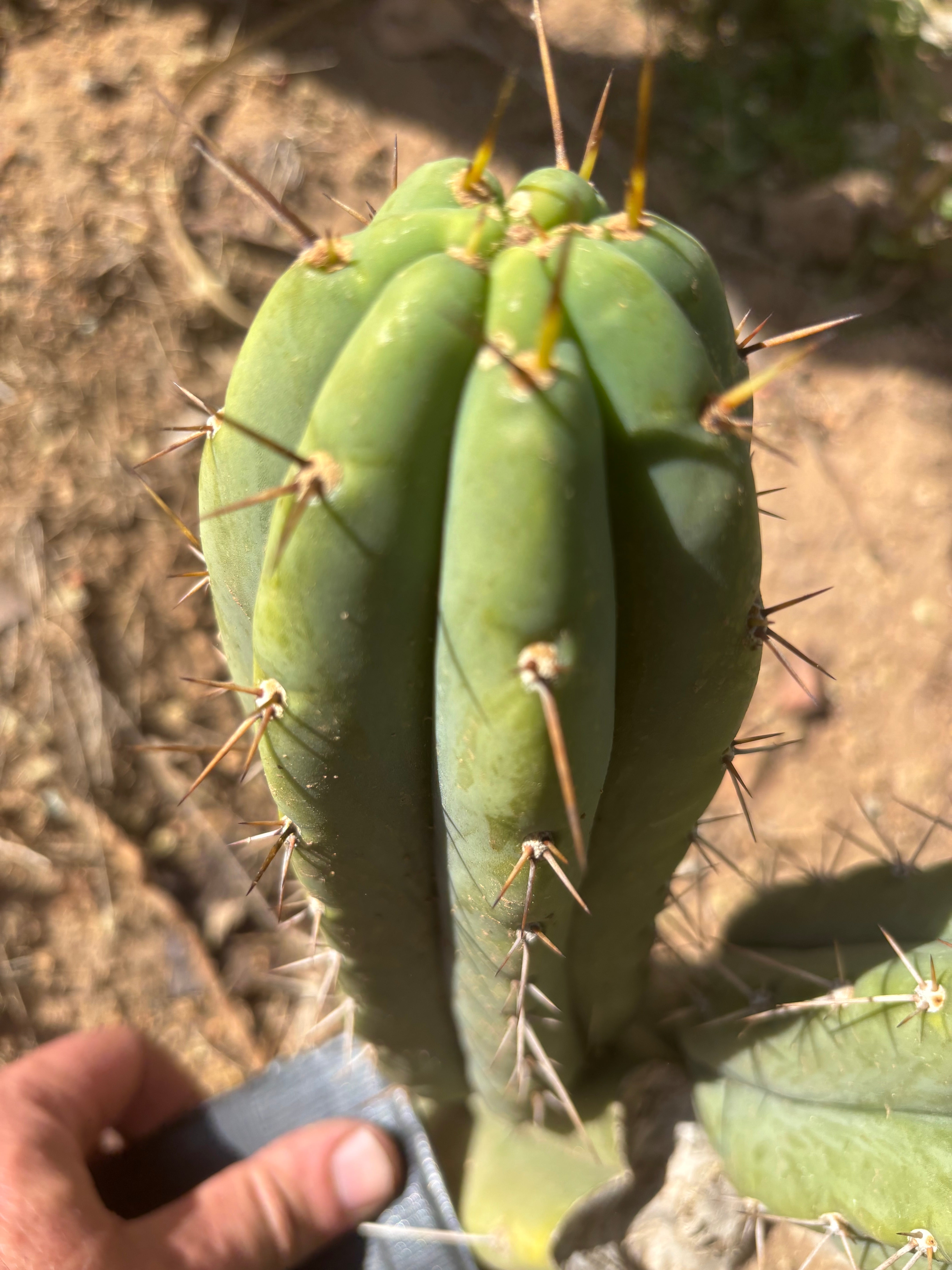 🌶️🌶️⚠️ E.R. — Chonky 8” Pup